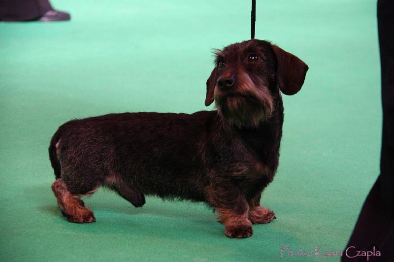 Crufts2011_2 733.jpg